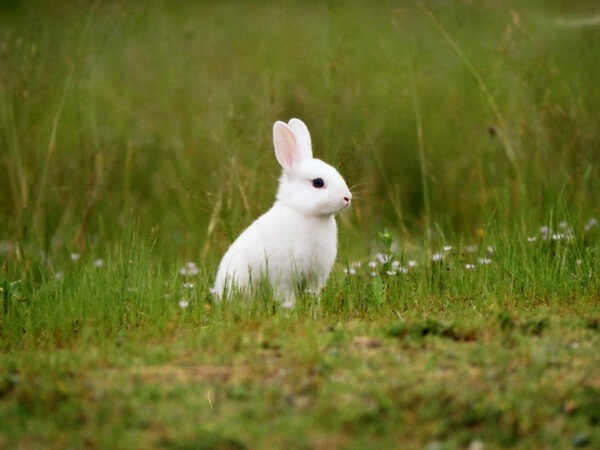 Download File Con Thỏ Vector Đẹp, Link Google Drive