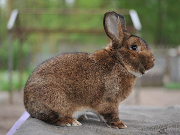 Download File Con Thỏ Vector Đẹp, Link Google Drive