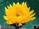 Download 10+ Mẫu Hoa Cúc Vàng Vector Đẹp, Link GG Drive