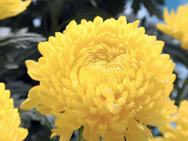 Download 10+ Mẫu Hoa Cúc Vàng Vector Đẹp