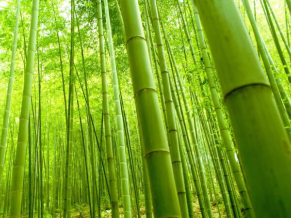 Tải 10+ Mẫu Cây Tre Vector Miễn Phí, Link GG Drive