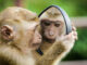 Tải 10+ Mẫu Con Khỉ Vector Nhanh Chóng, Link GG Drive