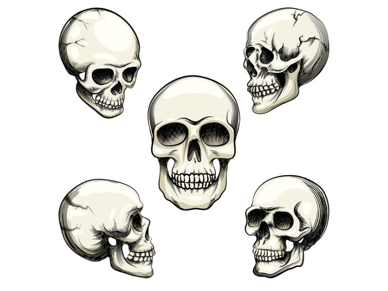 Download 10+ Mẫu Skull Vector Đẹp, Link GG Drive