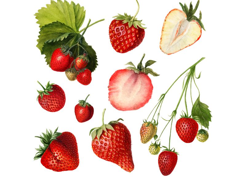 Download 10+ File Strawberry Vector Đẹp, Link GG Drive